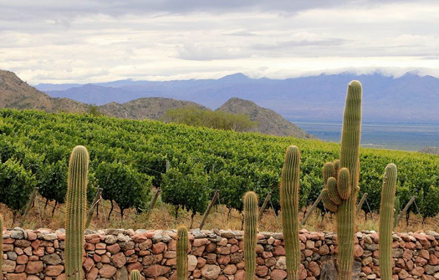 Vuelta al Norte con viñedos